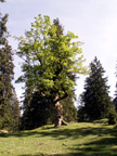 Alter Baum in voller Pracht