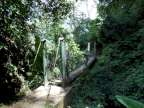 Regenwald-Br&uuml;cke