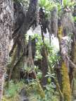 Senecienwald