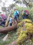 Baum im Weg