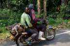 Schweinetransport